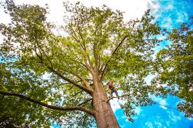 Leaf Removal in Brentwood, MO