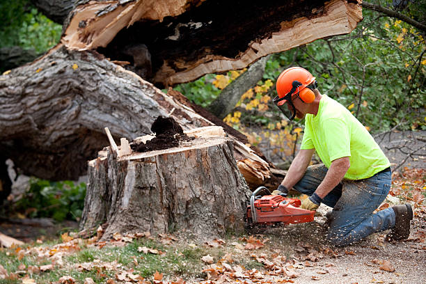 How Our Tree Care Process Works  in  Brentwood, MO